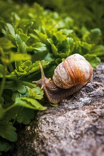 Les secrets fascinants des dents d'escargot révélés