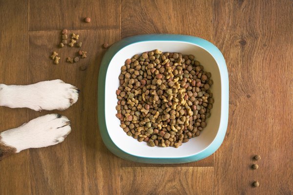 Alimentation chien bio : santé et bien-être naturels